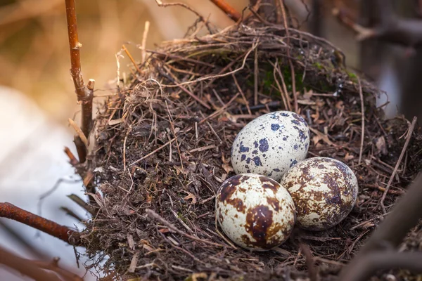 Tres huevos de codorniz en un nido — Foto de Stock