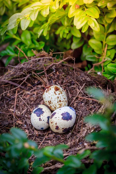 Three quail eggs — Zdjęcie stockowe