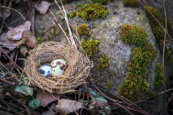 Hay nest with three quail eggs  by the moss stone — Stock Photo, Image