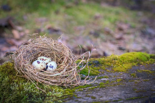 Drei Eier im Heunest auf Moos — Stockfoto