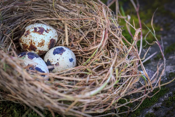 Nido de heno y tres huevos de codorniz — Foto de Stock