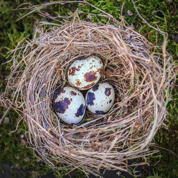 Hay nest en drie kwarteleitjes — Stockfoto