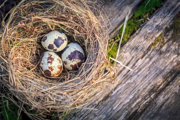 Nido de heno lleno de huevos de codorniz en madera de musgo vieja — Foto de Stock