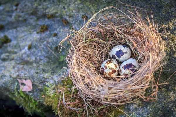 Гнездо с тремя перепелиными яйцами на мхом камне — стоковое фото