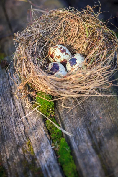 Три пятнистых перепелиных яйца в сенном гнезде на мху — стоковое фото