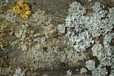 Yosun ve likenler ahşap üzerine