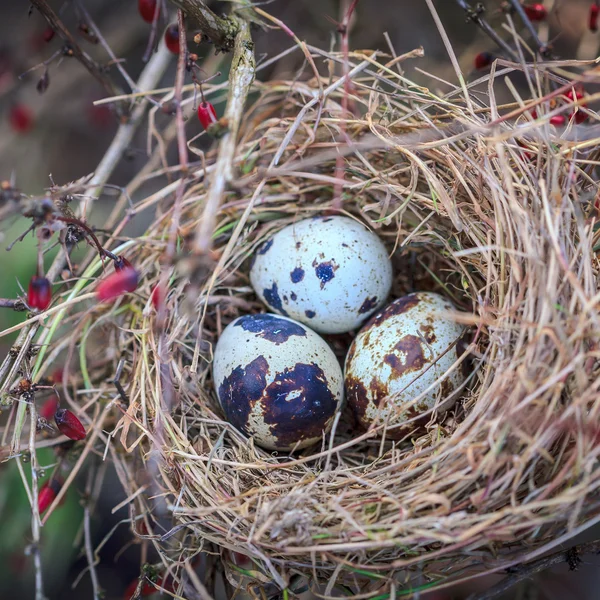 Huevos manchados en nido de heno — Foto de Stock