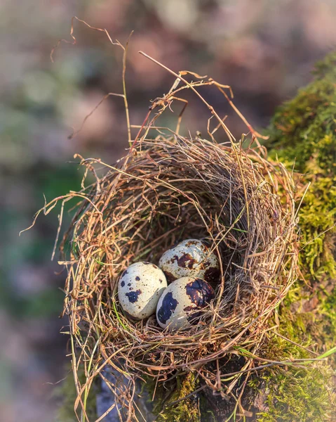 Petits œufs tachetés dans le nid de paille — Photo