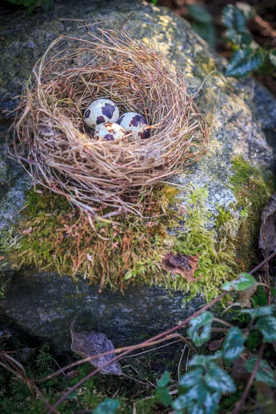 Nest mit gefleckten Eiern — Stockfoto
