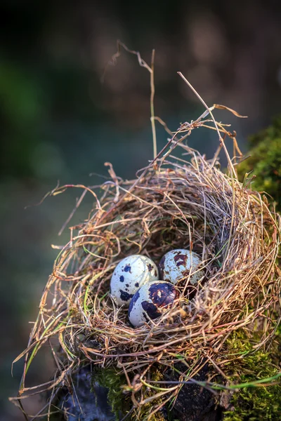 Маленькие пятнистые яйца в соломенном гнезде — стоковое фото