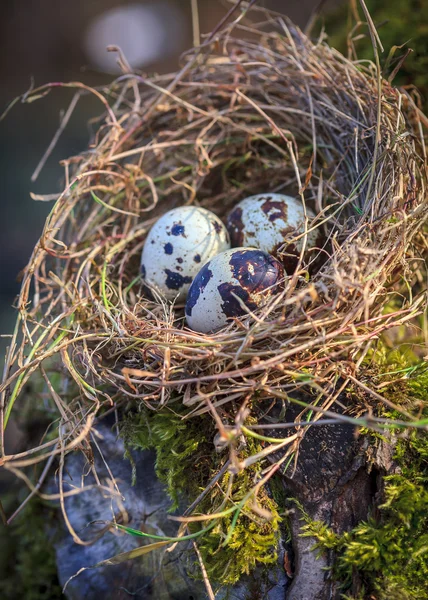 Pequenos ovos de codorna manchados no ninho de palha — Fotografia de Stock