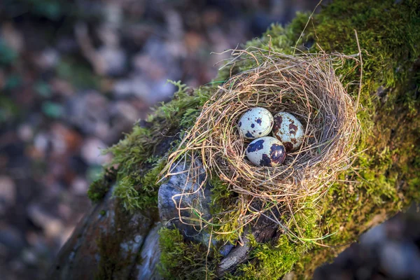 Beetje gespikkelde eieren in stro nest — Stockfoto