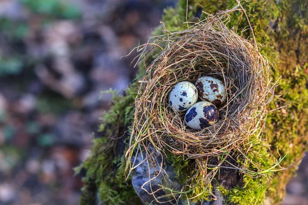 Beetje gespikkelde eieren in stro nest — Stockfoto