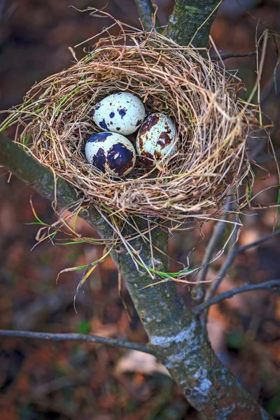 Перепелиные яйца в гнезде на молодом дереве — стоковое фото