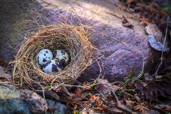 Oeufs de caille dans le nid — Photo