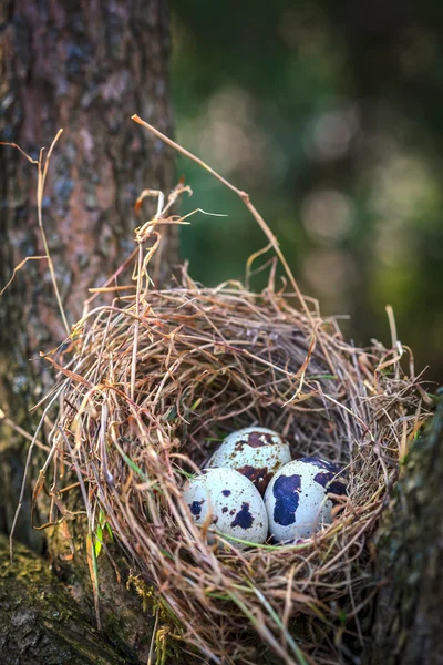 Œufs de caille dans le nid sur l'arbre — Photo