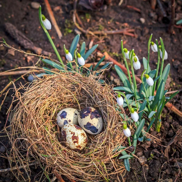 Hay nest met gespikkelde eieren — Stockfoto