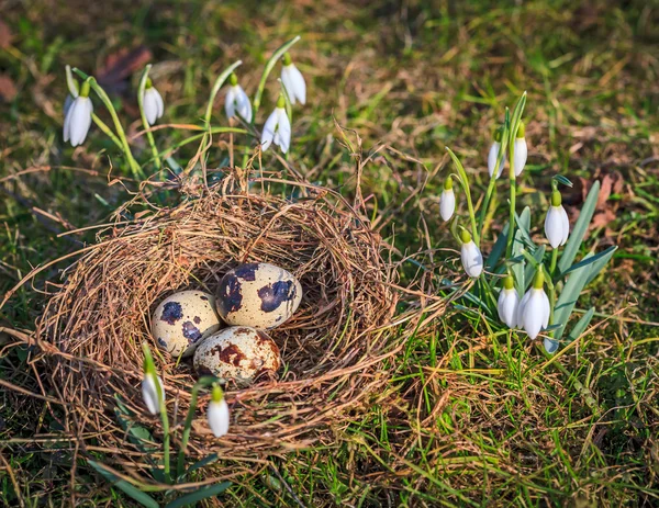 Nid avec des œufs tachetés par de jeunes gouttes de neige en fleurs — Photo