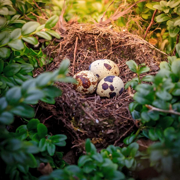 Tres huevos de codorniz — Foto de Stock