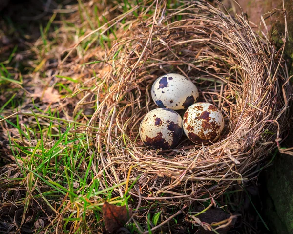 Nest mit gefleckten Eiern — Stockfoto