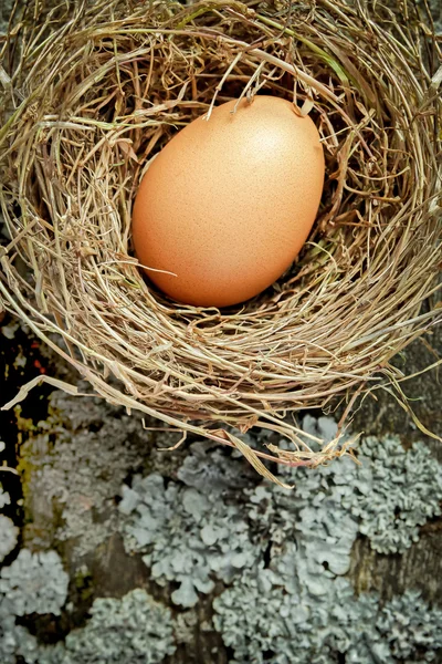 Hay nest with brown egg — Stock Photo, Image