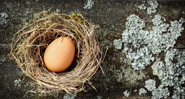 Oeuf brun dans le nid sur fond de mousse — Photo