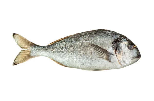 Dorado fish isolerade — Stockfoto