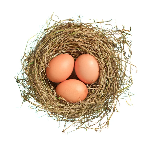 Three brown eggs in nest over white Stock Picture