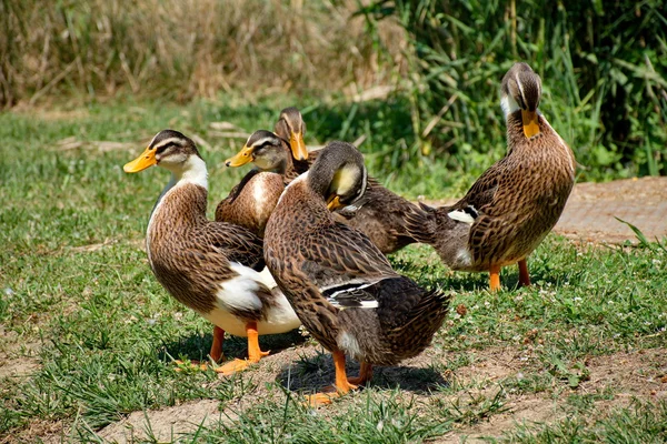 Patos en su entorno natural —  Fotos de Stock