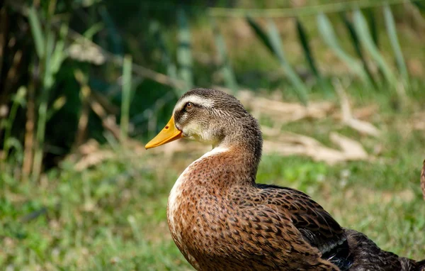 Anka i deras naturliga miljö — Stockfoto