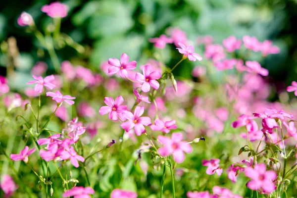 Many Rape flower — Stock Photo, Image