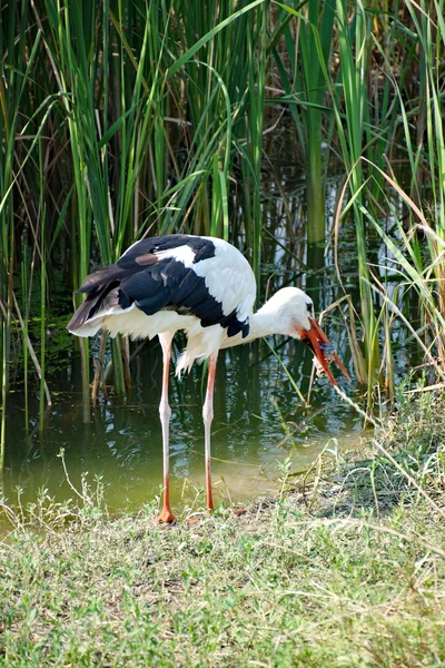 Storchenjagd neben einem See — Stockfoto