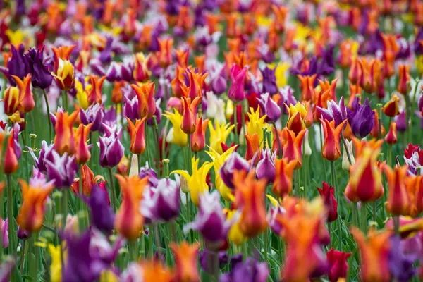 Tulipas coloridas em um fileld — Fotografia de Stock