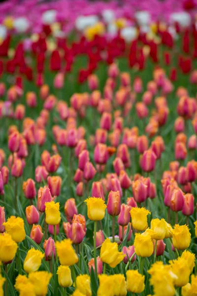 Gelbe Blume auf einem Feld — Stockfoto