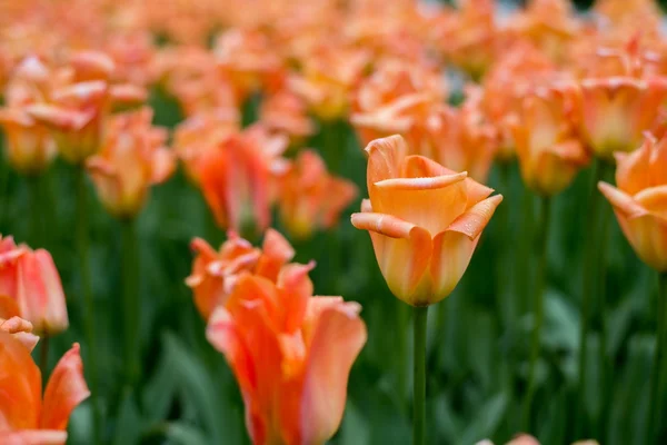 Gelbe Blume auf einem Feld — Stockfoto