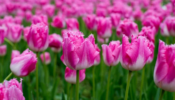 Bunte Tulpen auf einem Feld — Stockfoto