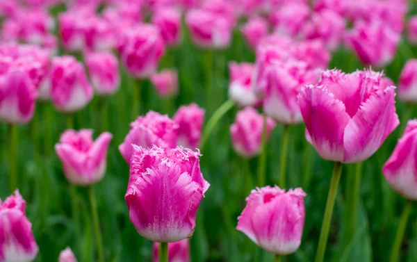 Des tulipes colorées sur un champ — Photo