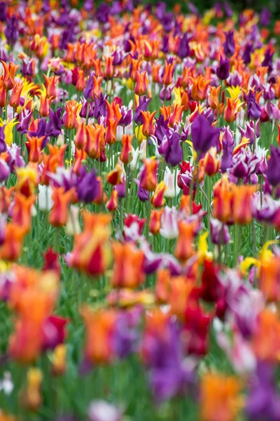 Muitas tulipas coloridas — Fotografia de Stock