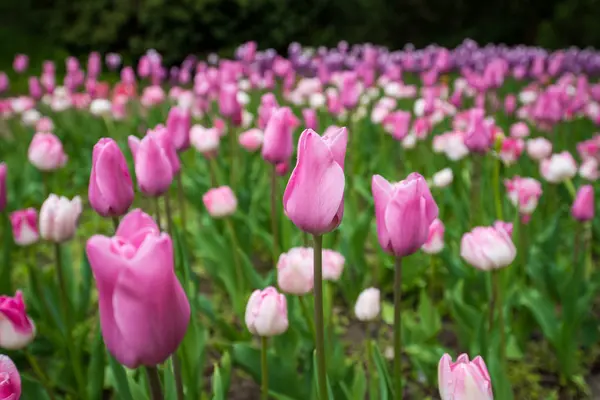 Bunte Tulpen auf einem Feld — Stockfoto