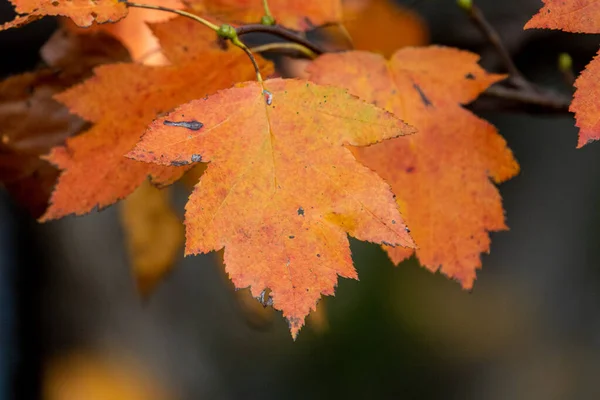 Autumn leaves, very shallow focus — Stock Photo, Image