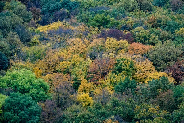 Vue aérienne de la belle forêt d'automne orange et rouge — Photo