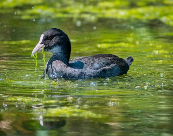 Fulica atra, também conhecida como coot-comum, é uma ave da família Rallidae. — Fotografia de Stock