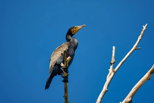 Büyük karabatak Phalacrocorax karbonu, aynı zamanda büyük siyah karabatak olarak da bilinir. — Stok fotoğraf