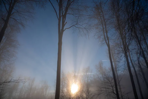 An image of a beautiful tree in the fog — Stock Photo, Image