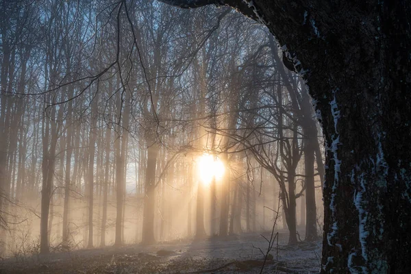 An image of a beautiful tree in the fog — Stock Photo, Image