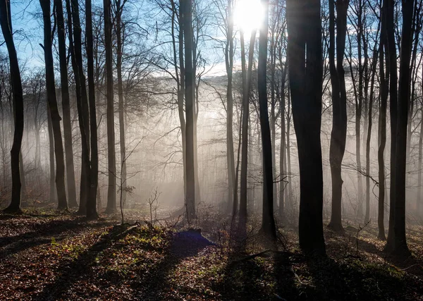 Immagine di un bellissimo albero nella nebbia Immagine Stock