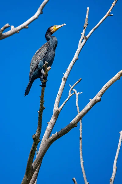 Grand cormoran Phalacrocorax carbo, également connu comme le grand cormoran noir — Photo