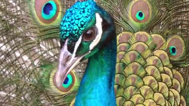 Retrato de hermoso pavo real con plumas — Vídeos de Stock
