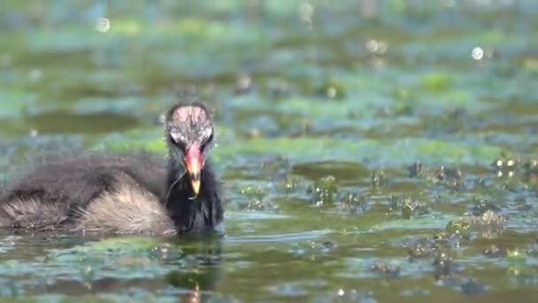 Pembusukan Eurasia, Fulica atra, juga dikenal sebagai pembusukan umum, atau pembusukan Australia, adalah anggota dari keluarga burung, Rallidae — Stok Video