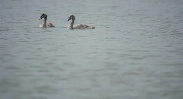 Cisne jovem no lago na primavera — Fotografia de Stock